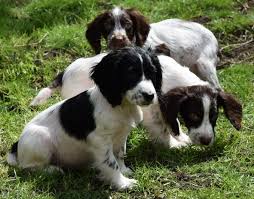 Black And White Working Springer Spaniel Pin On Dogs