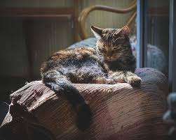 Kebanyakannya akan mengatakan kebaikan tentang produk masing2 dan tentunya ianya amat menarik untuk dibaca dan dicuba ke atas kucing2 kesayangan.sudah tentu. 7 Penyebab Bulu Kucing Rontok Dan Cara Mengatasinya Coba Periksa Bulu Kucing Kesayanganmu Semua Halaman Bobo