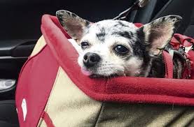 Image result for chihuahua big obesity