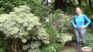 Check spelling or type a new query. Clematis Wilt Disease How To Revive The Vine Youtube