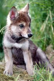Grey Wolf Puppies Brown Grey Wolf Puppy Photo By Aragon Kabir Photobucket Baby Wolves Wolf Dog Cute Baby Animals