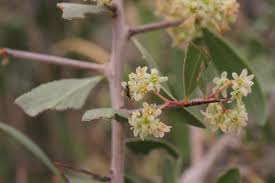 Image result for Gymnosporia senegalensis