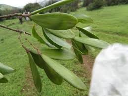 Image result for Hippocratea indica