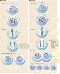 A homologous pair is a pair of chromosomes containing a maternal and paternal chromatid joined to together at the centromere. Hillis2e Ch07