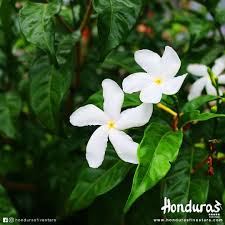 En El Dia De San Valentin Queremos Compartir Con Nuestros Seguidores Otra Hermosa Flor Que Nos Encontramos En Los Bosques De La Mosquitia En Honduras Plants