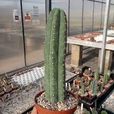 Too much water and not enough light. Trichocereus Pachanoi Uhlig Kakteen More Than 5 000 Different Species