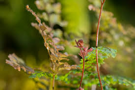 Image result for Adiantum hispidulum