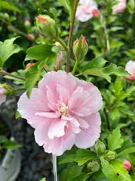 Image result for Hibiscus syriacus ´Pink Chiffon