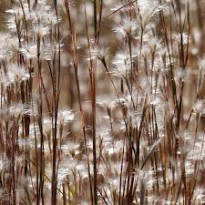 Image result for Andropogon eucomus