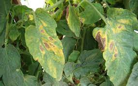 Maybe you would like to learn more about one of these? Early Blight And Late Blight In Tomatoes And Potatoes Big Blog Of Gardening