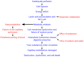 Shock Circulatory Wikipedia