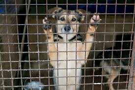 This includes all commercial selling of pet animals, including pet shops and businesses selling animals over the internet. Why Love Is Not Enough This Was Not An Easy Article To Write By Mccann Dog Training Medium