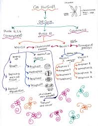 Anafasa i (d) telofasa i (rajah 5.11) (i) setiap kutub mempunyai satu set kromosom (ii) gentian gelendong menghilang (iii) membran. Nota Ringkas Biologi Tingkatan 4