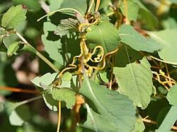 Image result for Cuscuta hyalina