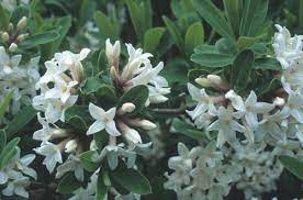 Long wands of unscented lilac flowers in late spring before the plant leafs out. Great Plant Picks Unbeatable Plants For The Maritime Northwest Garden