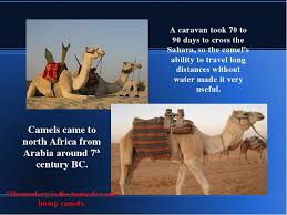 Camel caravans of the etiopian salt mines. Linked Trade Between Mediterranean Countries And West Africa Linked Trade Between Mediterranean Countries And West Africa