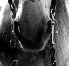 Singura salvare a spiritului confruntat cu perisabilitatea ramane amintirea, care poate invia miraculos in orice moment, persoana sau loc drag, care apartin trecutului. Urgent Va Rog Dau Coroana Care Sunt Secventele Poetice Din Poezia Aci Sosi Pe Vremuri De Ion Pillat Brainly Ro