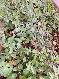 Image result for Volkameria