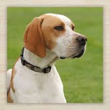 We always strive to make it a great experience! Birthday Blank Card English Pointer Puppy Dog Free Fast Postage Ebay