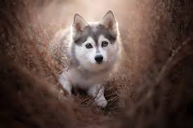 Baby Husky 1080p 2k 4k 5k Hd Wallpapers Free Download Wallpaper Flare