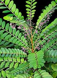 Image result for Phyllanthus muellerianus