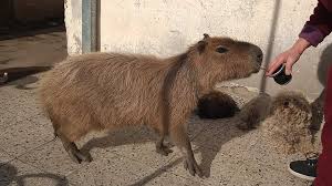 Capybara, (genus hydrochoerus), also called carpincho or water hog, either of two species of large semiaquatic south american rodents.capybaras inhabit forests and wetlands from panama to argentina.the larger of the two species, the capybara (hydrochoerus hydrochaeris), is the largest living rodent in the world, growing up to about 1.3 metres (4.3 feet) long and weighing up to 79 kg (174 pounds). La Historia De Pancho El Carpincho De Una Nena De 8 Anos Que Toda Una Ciudad Defendio Para Que No Se Lo Llevara La Gendarmeria Infobae