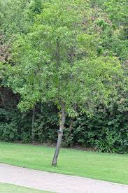 Image result for Faurea saligna