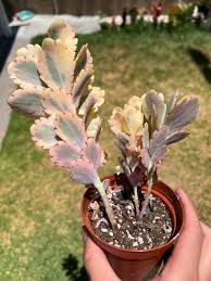 Image result for Kalanchoe fedtschenkoi