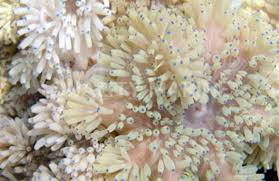 Image result for Aneilema nyasense