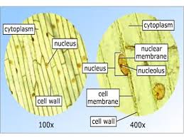 Under the electron microscope here you can see. Cell Microscope Investigation Ppt Video Online Download