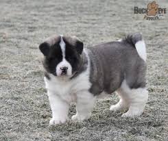 Black And White Akita Puppy For Sale Akita Charming Puppiesofpinterest Pinterestpuppies Lancasterpuppies Puppies Pups Pup Puppy Funl Akita Puppies Akita Puppies For Sale Puppies For Sale