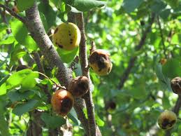 Decay fungi such as alternaria rot or blue and green mold often invade wounded fruit. What To Do About Brown Rot Stark Bro S