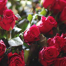 If you're going on holiday or don't have lots of time to spend watering. Wholesale Roses Guide Wedding Flower Guides Uk Triangle Nursery