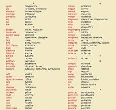 These draw on the common, scientific Kit On Twitter A Long List Of Animal Adjectives Rt For The Common Good