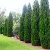 Spartan juniper is a beautiful, fast growing tall column of greenery. 1
