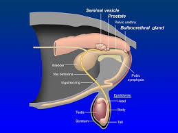Male Accessory Sex Glands Veterinary Histology