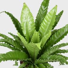 Image result for Asplenium angolense