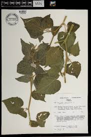 Image result for Discopodium penninervium