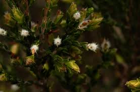 Image result for Passerina montana