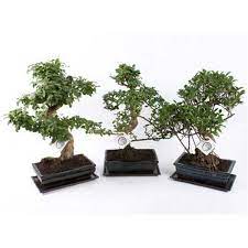 Artificial japanese cedar bonsai tree for sale #1. 35 Trends For Metal Bonsai Tree Pink Wool