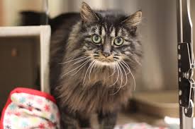 He was made pet of the week, he had an updated profile photo on the website, and he appeared many times to get started on your adoption journey, view all the animals in need of a home at pasadenahumane.org/pets. Pets For Adoption At Pasadena Humane In Pasadena Ca Petfinder