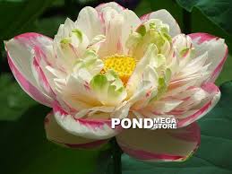 Image result for Lotus discolor