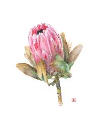 Artistes Sfib Protea Art Botanical Drawings Botanical Art