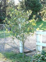 Image result for Gomphocarpus swynnertonii