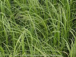 Image result for Eragrostis tef