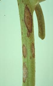 Image result for tomato seedling early blight