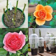 Fill your bucket with as many cut flowers as you want. Grow Roses From Cuttings 2 Best Ways To Propagate A Piece Of Rainbow