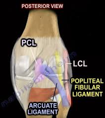 Image result for PCL Sulcus Test