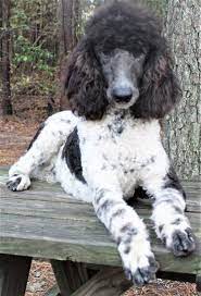 We did not find results for: Parti Phantom Standard Poodles And Poodle Puppies For Sale Family Affair Standards In 2021 Poodle Puppies For Sale Poodle Puppy Standard Poodle Puppy