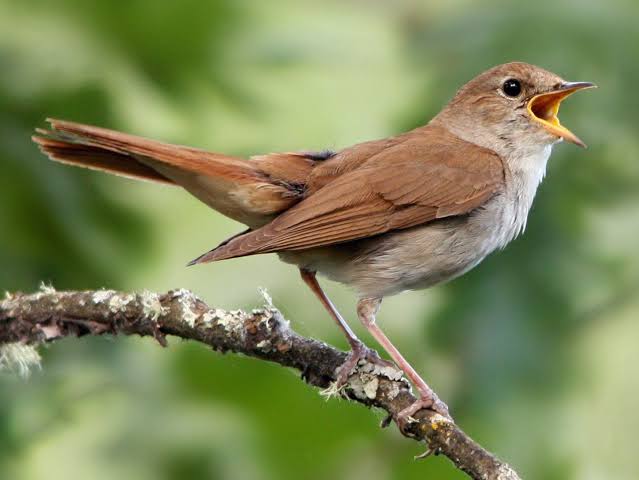 Mga resulta ng larawan para sa Common Nightingale"